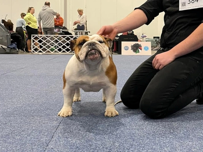 Perros Bulldog en venta