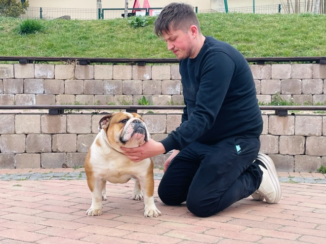 Perros Bulldog en venta
