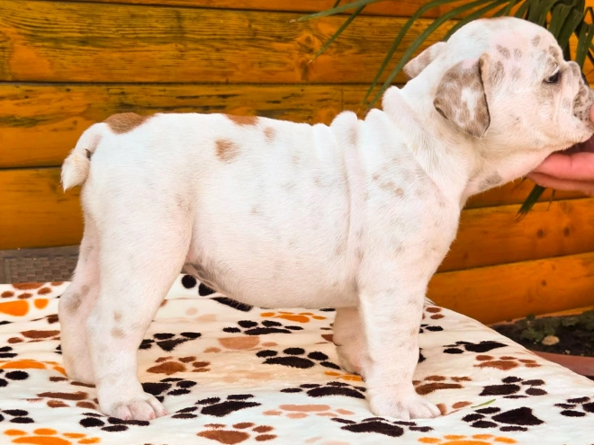 Bulldog puppy for sale