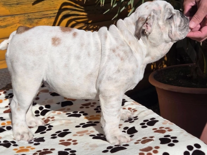 Bulldogge Welpe kaufen