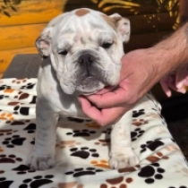 Jada, white with markings Bulldog for sale