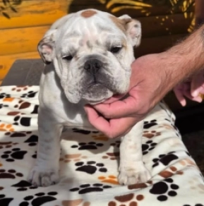 Bulldogge Welpe kaufen