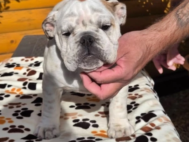 Bulldogge Welpe kaufen