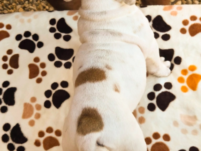 Bulldog puppy for sale