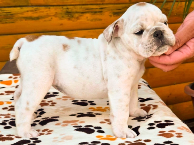 Bulldog puppy for sale