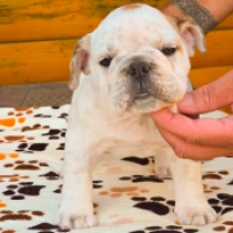 Jada, white with markings Bulldog for sale