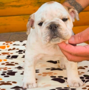 Bulldog puppy for sale