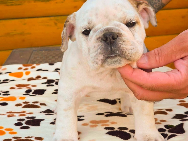 Bulldog puppy for sale