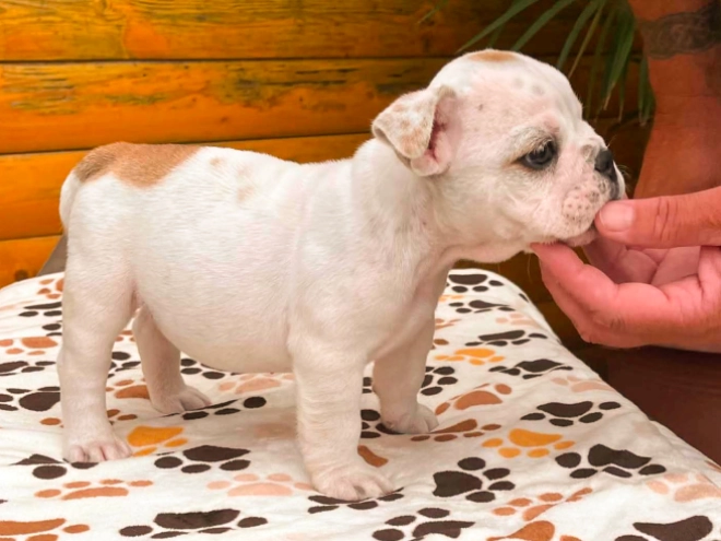 Bulldog puppy for sale