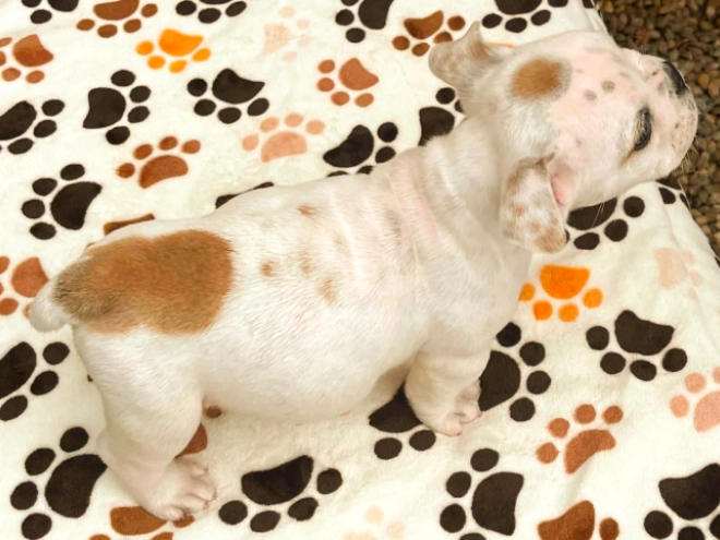 Bulldog puppy for sale