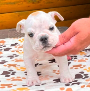 Bulldog puppy for sale