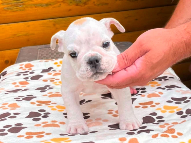 Bulldog puppy for sale