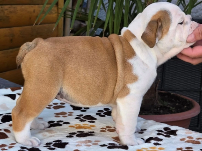 Bulldog puppy for sale