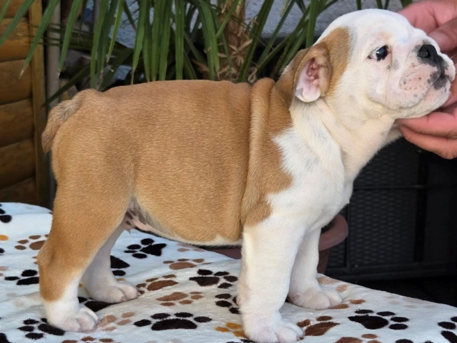 Bulldog puppy for sale