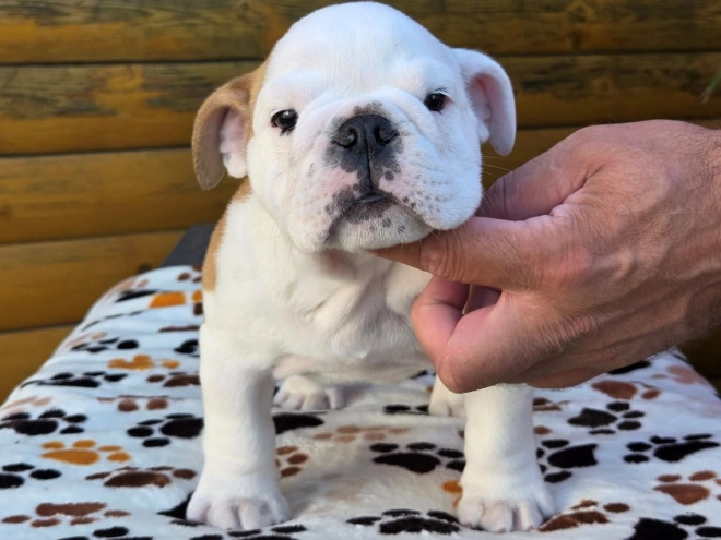 Bulldog puppy for sale