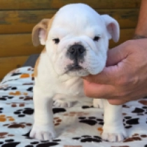 Drakkar, red and white Bulldog for sale