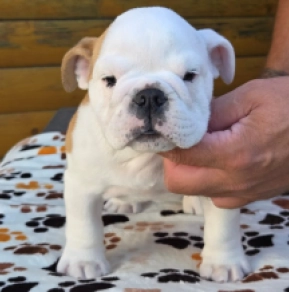 Bulldog puppy for sale