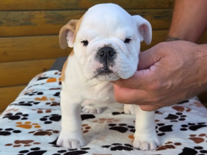 Bulldog puppy for sale