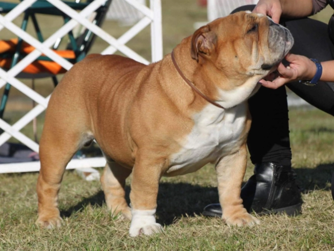 Bulldog puppy for sale