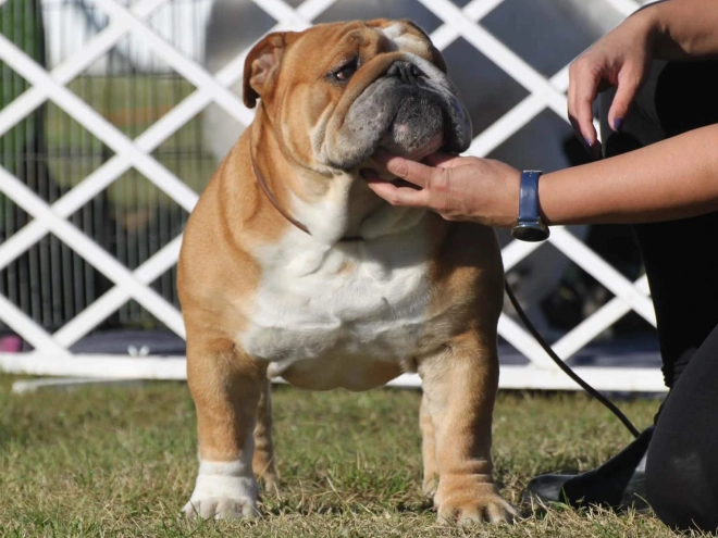 Bulldog puppy for sale