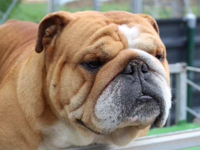 Bulldog puppy for sale