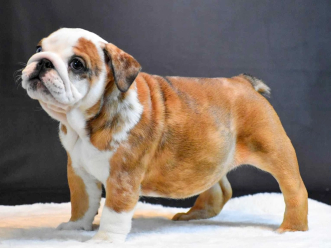 Bulldog puppy for sale