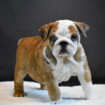 Bulldog puppy for sale