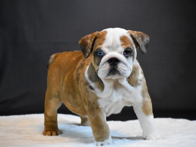 Bulldog puppy for sale