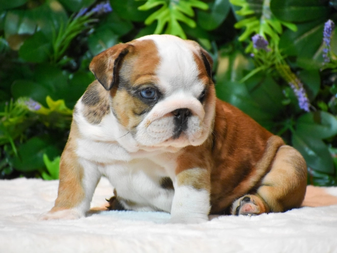 Bulldog puppy for sale