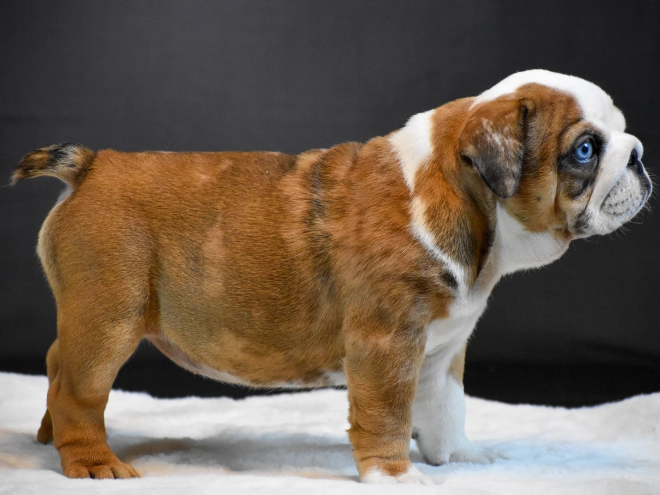 Bulldog puppy for sale