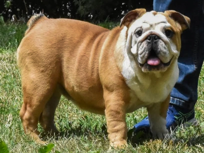 Bulldog puppy for sale