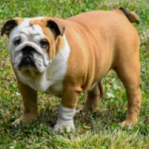 Evita, brindle Bulldog en venta