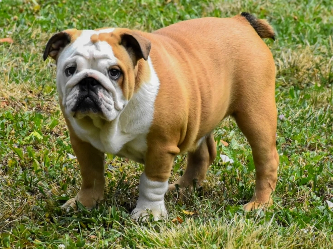Bulldog puppy for sale
