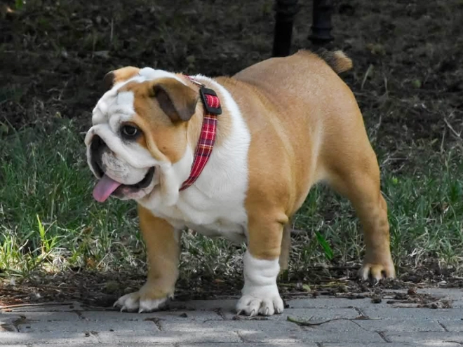 Bulldog puppy for sale