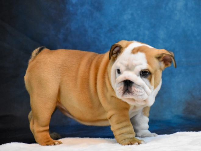 Bulldog puppy for sale