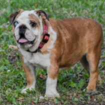 Elza, red Bulldogge Welpen kaufen