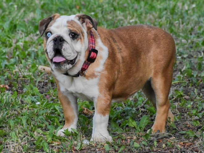 Bulldog puppy for sale