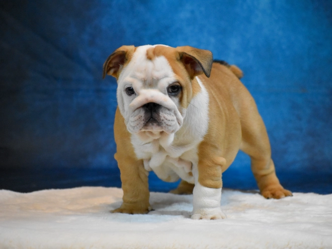 Bulldog puppy for sale
