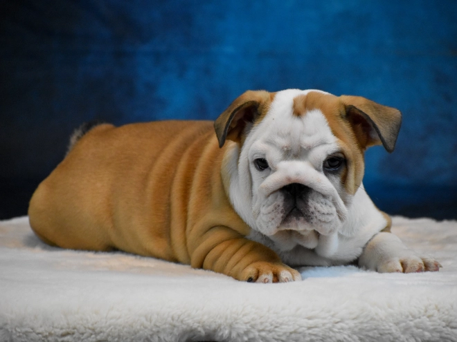 Bulldog puppy for sale