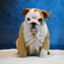 Bulldog puppy for sale