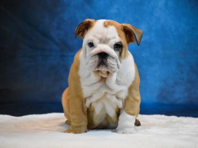 Bulldog puppy for sale