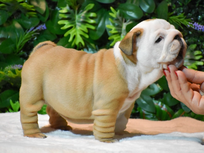 Bulldog puppy for sale
