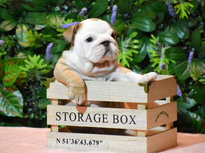 Bulldog puppy for sale