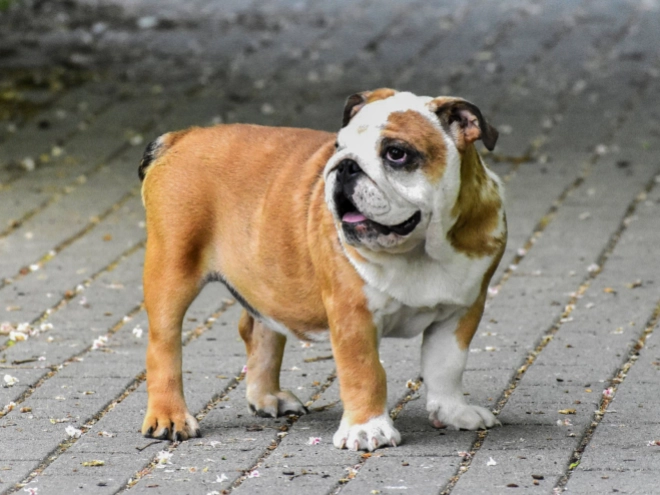 Bulldog puppy for sale