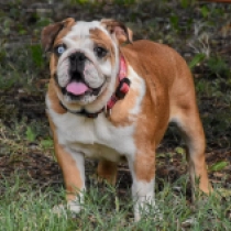Elza, red Bulldog en venta