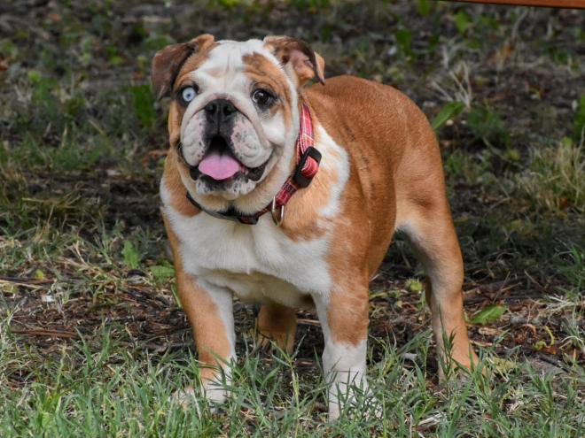 Bulldog puppy for sale