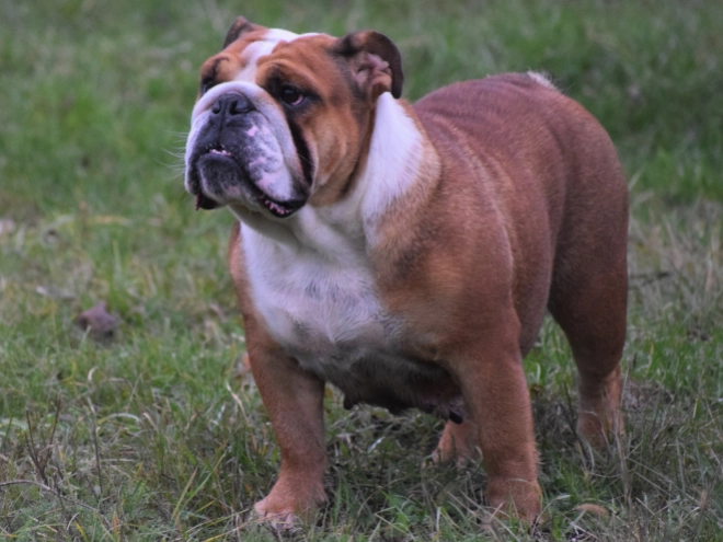 Bulldog puppy for sale