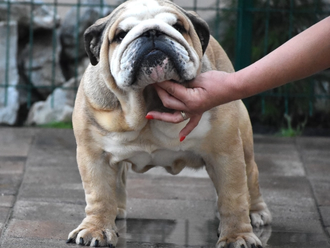Bulldog puppy for sale