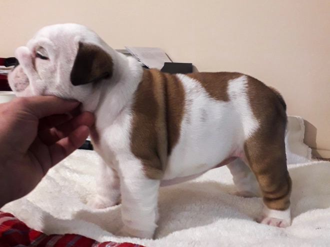 Bulldog puppy for sale