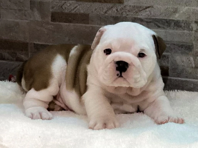 Bulldog puppy for sale